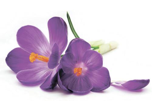 Шторка д/в тканевая MZ-142 "Нежные крокусы" 180х200см