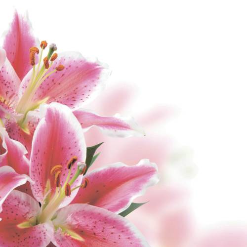 Шторка д/в тканевая MZ-140 "Розовые лилии" 180х200см