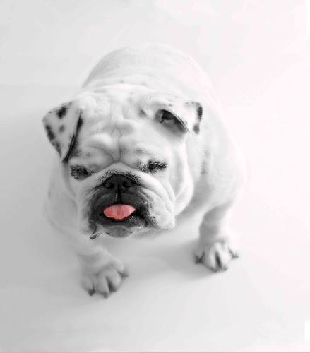 Шторка д/в тканевая MZ-119 "Верный друг" 180х200см