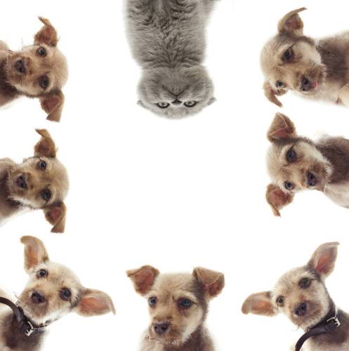 Шторка д/в тканевая MZ-134 "И кто тут главный?" 180х200см 